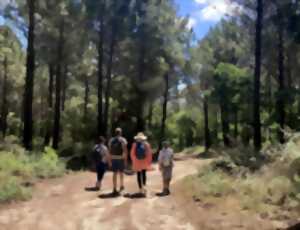 Bain de forêt
