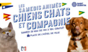 Un samedi animé à Saint-Quentin : Chiens, chats et compagnie