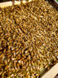Découverte de l'apiculture responsable