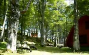 photo Découverte du milieu forestier avec un agent de l'ONF