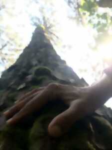 Bain de forêt