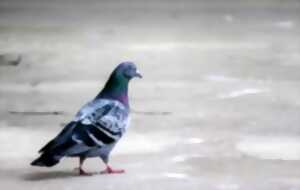 Conférence les pigeons de sport