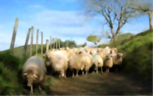 Visite de la ferme Landran