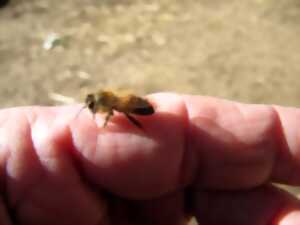 Le monde des abeilles