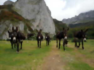 Décourverte des ânes des Pyrénées en estive à Lescun