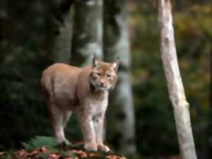 photo Balade le Louschbach le ruisseau du lynx