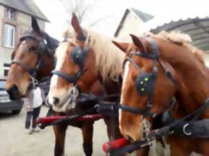 photo Sortie attelage : Raconte-moi le D-Day à Omaha au rythme des chevaux