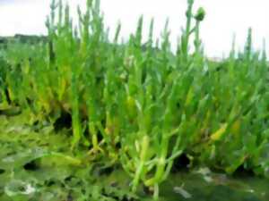 LES PLANTES COMESTIBLES DU BORD DE MER