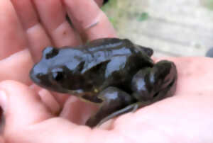 Sortie nature : « Les amphibiens de la Baie de Canche »