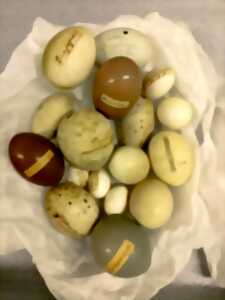 photo A chacun son œuf - Atelier pour les 4/6 ans