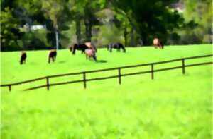 Haras de Mandore, lignée d'excellence