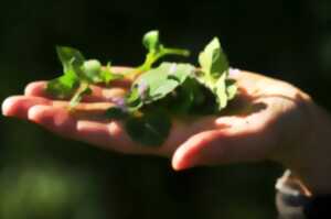 A la découverte des plantes comestibles avec Laurence Dessimoulie (sur réservation)