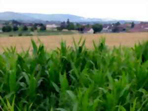 photo Balade à l'éveil de la nature