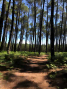 photo Randonnée commentée «Histoires de bois et de forêt»