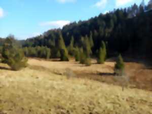 photo Randonnée - La tourbière de Prénovel et le belvédère sur le Fort