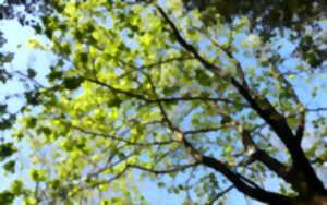 photo Réouverture du Jardin botanique