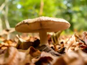 A la découverte des champignons et du bois Brûlet