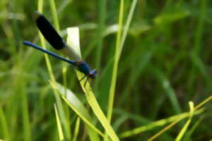 photo Source de la selle et biodiversité