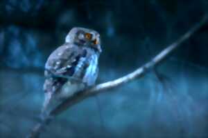 photo Balade nature - Les animaux de la nuit en forêt