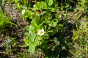 photo Découvrir les plantes sauvages