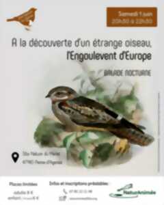 À la découverte d'un étrange oiseau, l'Engoulevent d'Europe