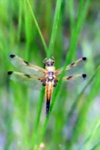 A la découverte des insectes en famille - Réservation obligatoire