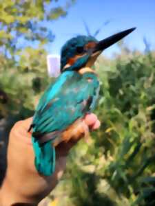 photo Baguage des oiseaux