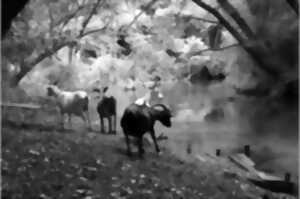 photo Automne en scène : Découverte de la vie des bergers
