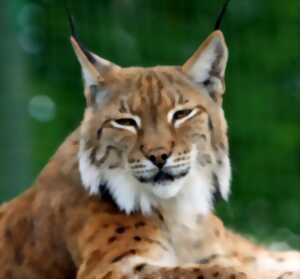 Lynx et chat forestier