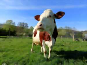 Activités à la ferme pédagogique