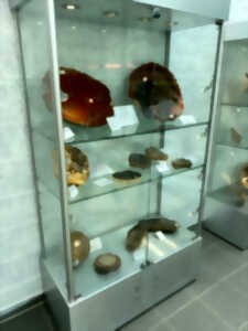 Exposition de bois fossilisés au Parc Minier Tellure