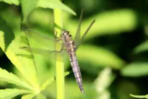 Sur les chemins creux
