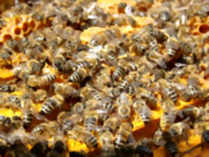 Découverte des abeilles au Rucher Ân'imé