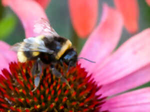 photo SORTIE NATURE : POLLINIZ'ACTEURS