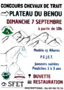 photo Concours de chevaux de trait