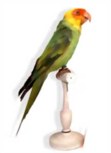 photo Visite guidée : Drôles d’oiseaux, lumière sur une collection exotique