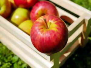 photo FÊTE DE LA POMME