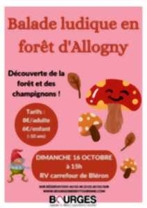 photo Sortie champignons - Balade ludique en forêt d'Allogny