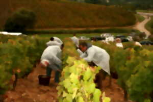 photo Henri Maire, la folle passion de la vigne et du Jura