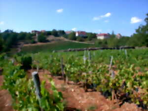 photo Marche gourmand de Gintrac