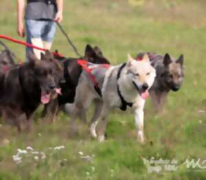 photo Cani-Rando à la découverte de la meute