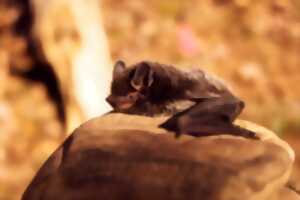Fête de la Science en Brocéliande : Sortie Chauve-souris : Découverte du monde fascinant des chauve-souris