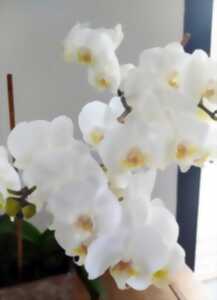 Exposition d’Orchidées
