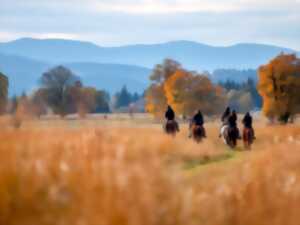 photo Chasse au renard : rencontre automnale