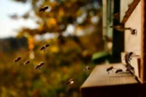 Accueillir l'abeille : La ruche refuge
