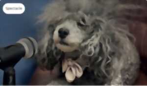 photo Dialogues de bêtes - Spectacle