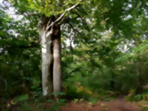 Randonnée: Dans la Forêt des Moines