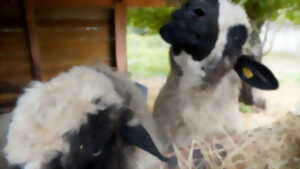 Visite d'une ferme atypique