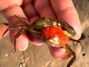 photo Atelier pêche à pied