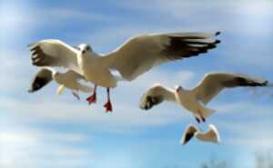Ciné conférence : Les oiseaux migrateurs